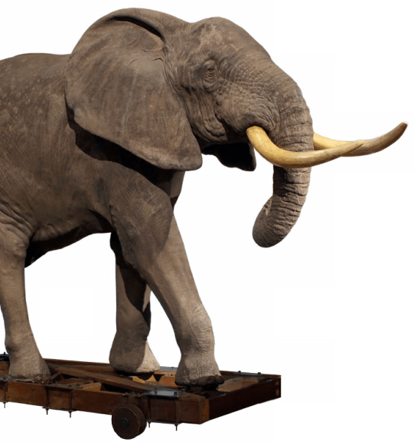 Elefante africano que puedes ver en el Museo Nacional de Ciencias Naturales